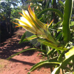 Chácara à venda com 5 quartos em Parque Planalto, Araraquara, SP