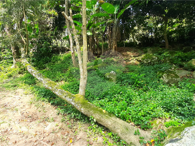 Chácara à venda com 10 quartos, sendo 20 suítes,  em Serra da Cantareira, Mairiporã, SP
