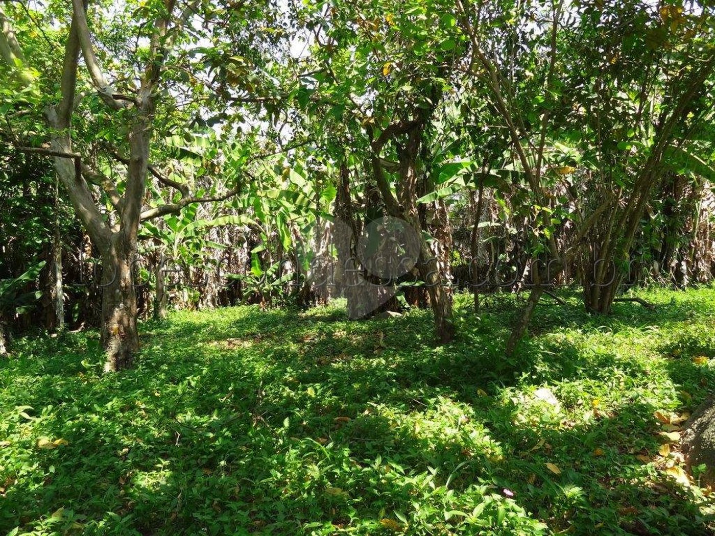 Terreno à venda em Horto Florestal, São Paulo, SP