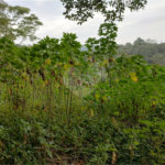 Terreno à venda em Barro Branco (zona Norte), São Paulo, SP