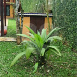 Casa Térrea à venda com 4 quartos, sendo 3 suítes, em Sertão do Piavu, São Sebastião, SP