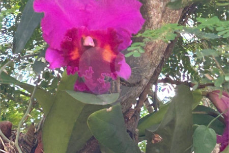 Casa em condomínio para alugar com 4 suítes em Bosque de Geribá, Armação dos Búzios, RJ
