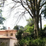 Casa Térrea à venda com 4 suítes em Tucuruvi, São Paulo, SP
