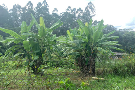 Chácara à venda em Sorocamirim (canguera), São Roque, SP