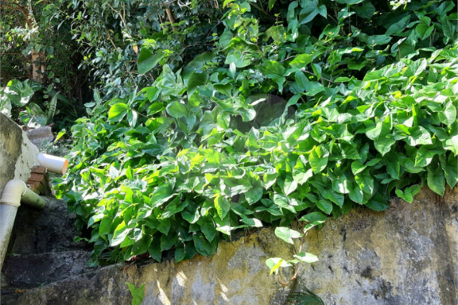 Terreno à venda em Vila Irmãos Arnoni, São Paulo, SP