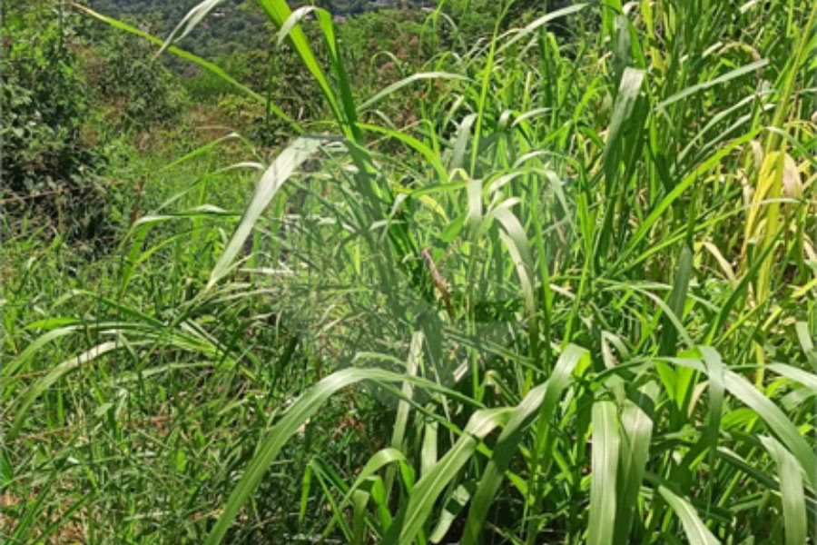 Terreno à venda em Luiz Fagundes, Mairiporã, SP