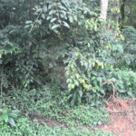 Terreno à venda em Roseira, Mairiporã, SP