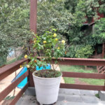 Sobrado à venda com 6 quartos, sendo 3 suítes,  em Rolinópolis, São Paulo, SP