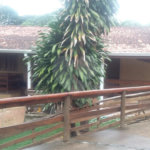 Casa à venda com 6 quartos, sendo 4 suítes, no condomínio Recanto dos Palmares, Atibaia - SP