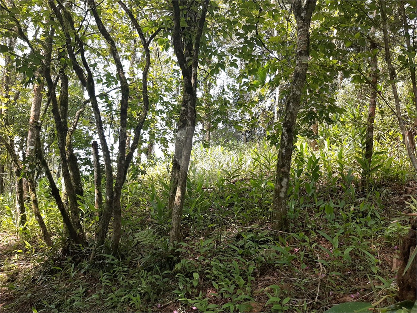 Tapiraí Sp - Sítio Santa Clara - Area de 12,1 ha - composto por casa principal, galpões poço artesiano, ótima área para plantios. Fica localizado a aproximadam. 1 quilômetro da prefeitura. Area preservação permanente- 4,6 ha - Area aproveitável - 4,6 ha - area utilizada rural - 2,5 ha -R$ 750.000,00