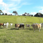 Área de Terra à venda em Área Rural de Monte Mor, Monte Mor, SP