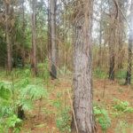 Terreno à venda em Vila Moraes, Mogi das Cruzes, SP