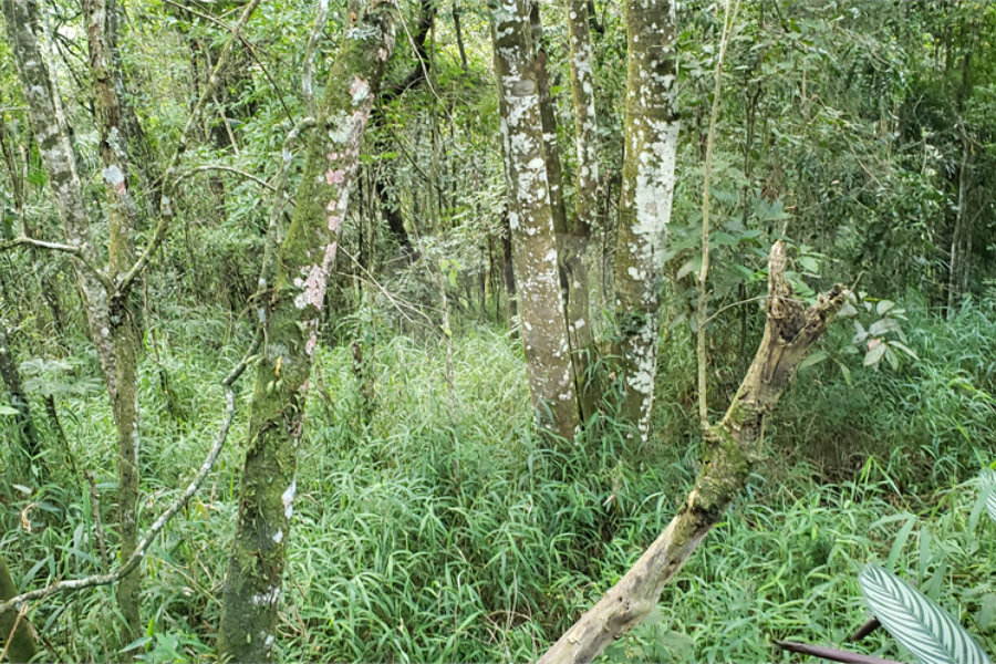 Terreno à venda em Serra da Cantareira, Mairiporã, SP
