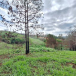 Área de Terra à venda com 1 suíte em Cocais, Itatiba, SP