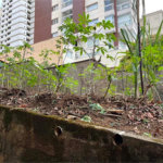 Terreno à venda em Santana, São Paulo, SP