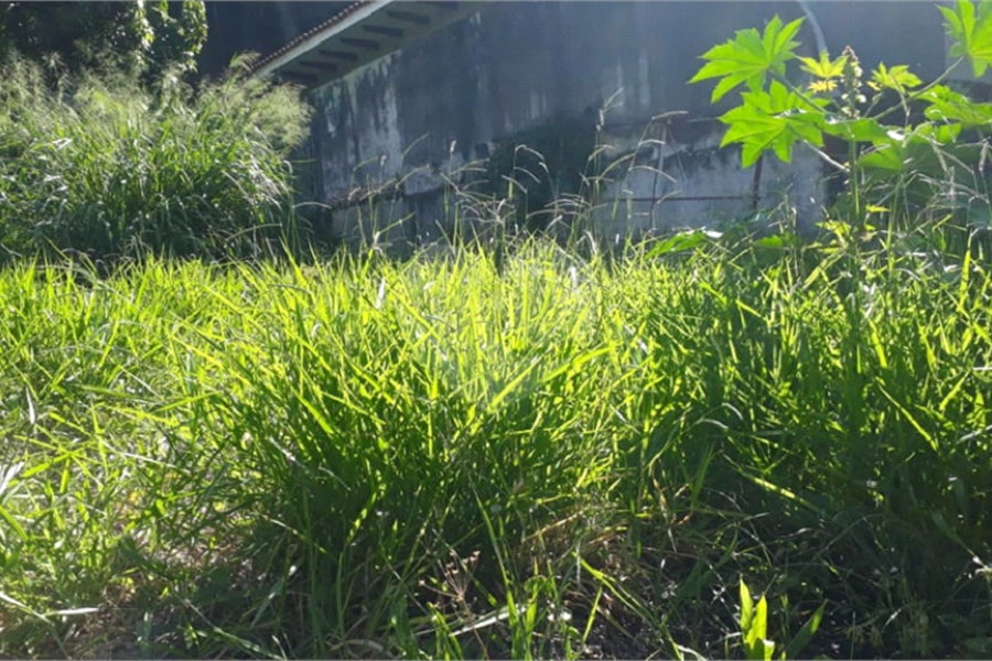 Terreno à venda em Jardim Peri, São Paulo, SP