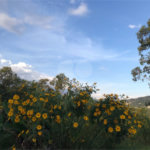 Terreno à venda em Serra da Cantareira, Mairiporã, SP