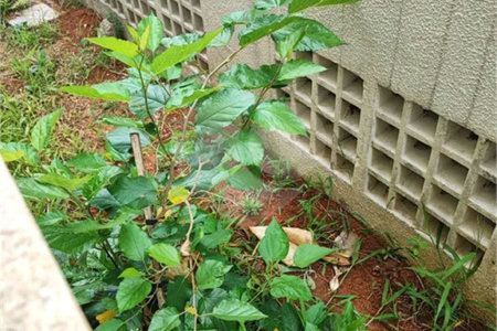 Apartamento Garden na Mooca com 322m² com 4 dormitórios 5 vagas Estuda Permuta