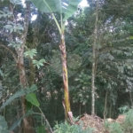 Terreno à venda em Serra da Cantareira, Mairiporã, SP