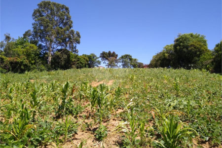 Área de Terra à venda em Cristóvão, Araçoiaba da Serra, SP