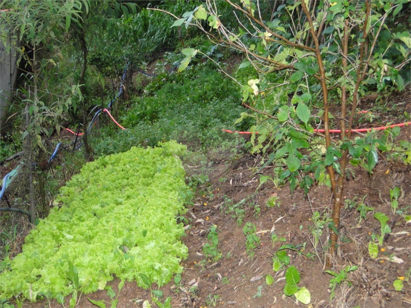 Chácara à venda com 2 quartos, sendo 1 suíte, em Santa Cândida, Vinhedo, SP