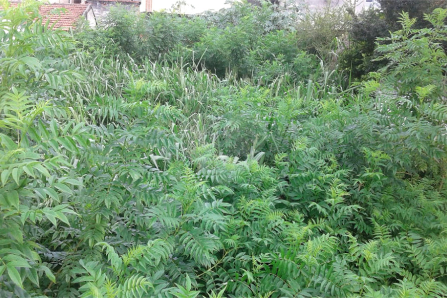 Terreno à venda em Imirim, São Paulo, SP