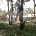 Terreno à venda em Luiz Fagundes, Mairiporã, SP