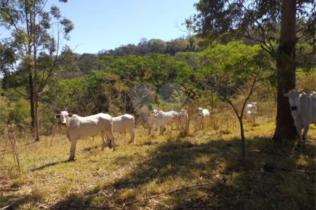 Sítio à venda com 2 quartos no Centro, Descalvado, SP