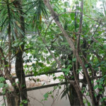 Sobrado à venda com 3 quartos, sendo 1 suíte, em Jabaquara, São Paulo, SP