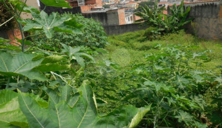 Terreno à venda em Vila Maria Alta, São Paulo, SP