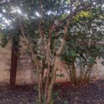 Casa à venda com 2 quartos, sendo 1 suíte, em Vila Recreio, Ribeirão Preto, SP