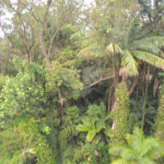 Casa à venda com 3 suítes no condomínio Jardim Flora, São Paulo - SP