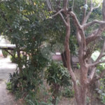 Casa Térrea à venda com 6 quartos, sendo 1 suíte, em Pirituba, São Paulo, SP