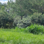 GLEBAS RURAIS EM PIRACAIA A PARTIR 20.000 M², EXCELENTE PARA CHÁCARAS E FAZENDINHAS