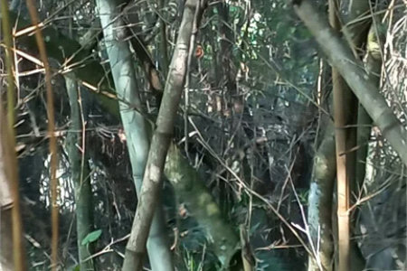 Terreno à venda em Vila Tramontano, São Paulo, SP