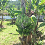 Chácara à venda com 4 quartos, sendo 1 suíte, em Taiaçupeba, Mogi das Cruzes, SP