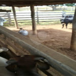 Fazenda à venda com 2 quartos em Canabrava, João Pinheiro, MG