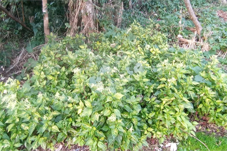 Terreno à venda no condomínio Sausalito, Mairiporã - SP