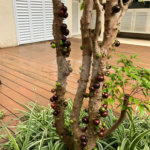 Sobrado à venda com 4 quartos, sendo 1 suíte, em Jardim Novo Mundo, São Paulo, SP