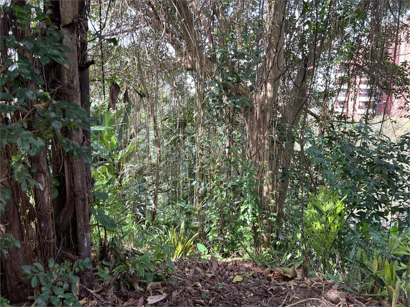 Terreno à venda em Paraisópolis, São Paulo, SP