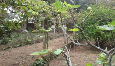 Terreno à venda em Horto Florestal, São Paulo, SP