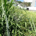 Terreno à venda em Jardim São Bento, São Paulo, SP