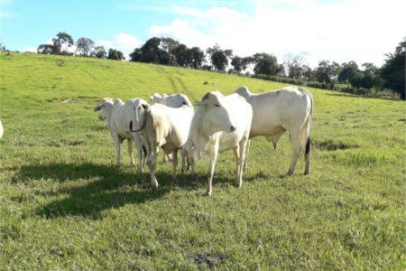 Área de Terra à venda em Área Rural de Monte Mor, Monte Mor, SP