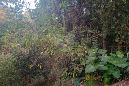 Chácara à venda com 7 quartos, sendo 3 suítes, em Saboó, São Roque, SP