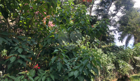 Terreno à venda em Serra da Cantareira, Mairiporã, SP