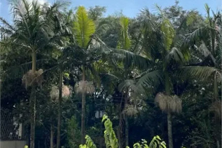 Apartamento à venda com 3 quartos, sendo 1 suíte, em Jardim Colombo, São Paulo, SP