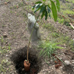 Terreno à venda em Nossa Senhora da Guia, Cuiabá, MT