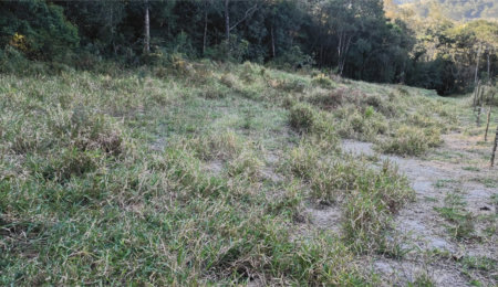Terreno à venda em Vila Darcy Penteado (mailasqui), São Roque, SP