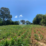 Área de Terra à venda em Cristóvão, Araçoiaba da Serra, SP