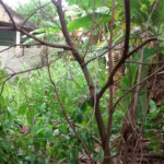 Casa Térrea à venda com 3 quartos em Tomazinho, São João de Meriti, RJ